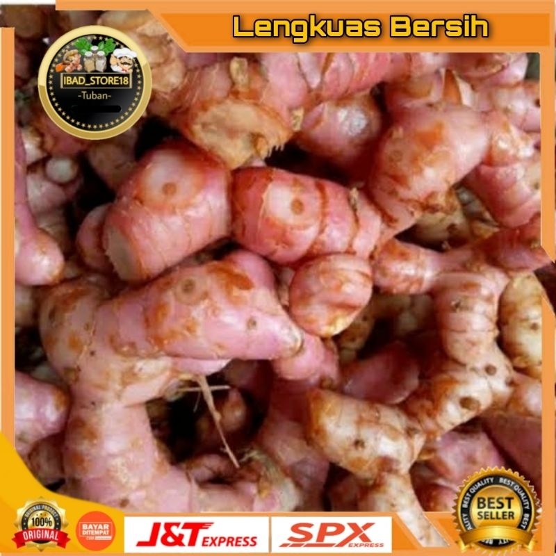 

Lengkuas/ Laos Merah Segar Bersih 1kg