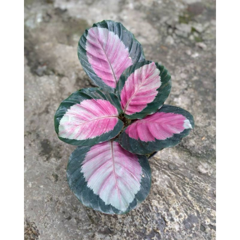 Calathea Pink Rossy