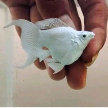 molly Platinum balon lyritel