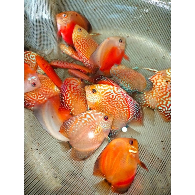 discus golden, discus blue diamond, discus red melon, red pigeon