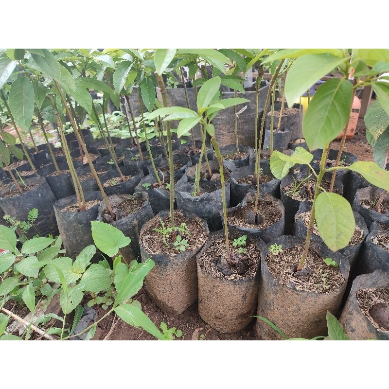 

pohon alpukat miki sambung pucuk /grafting