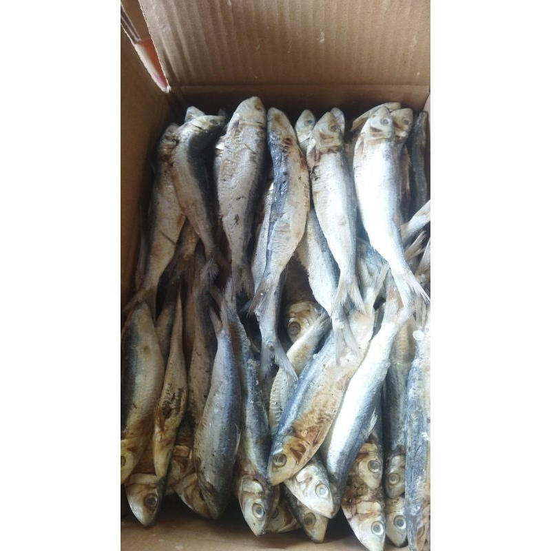 

ikan asin tembang / tamban juwi murah 1kg terlaris