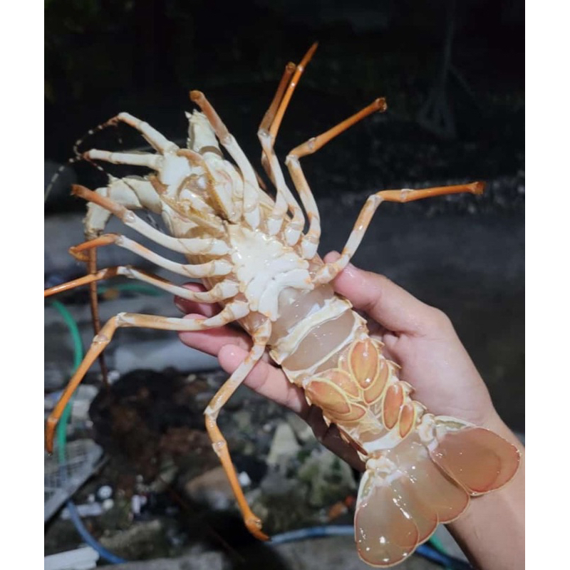 

Lobster mentah fresh @crabster.surabaya