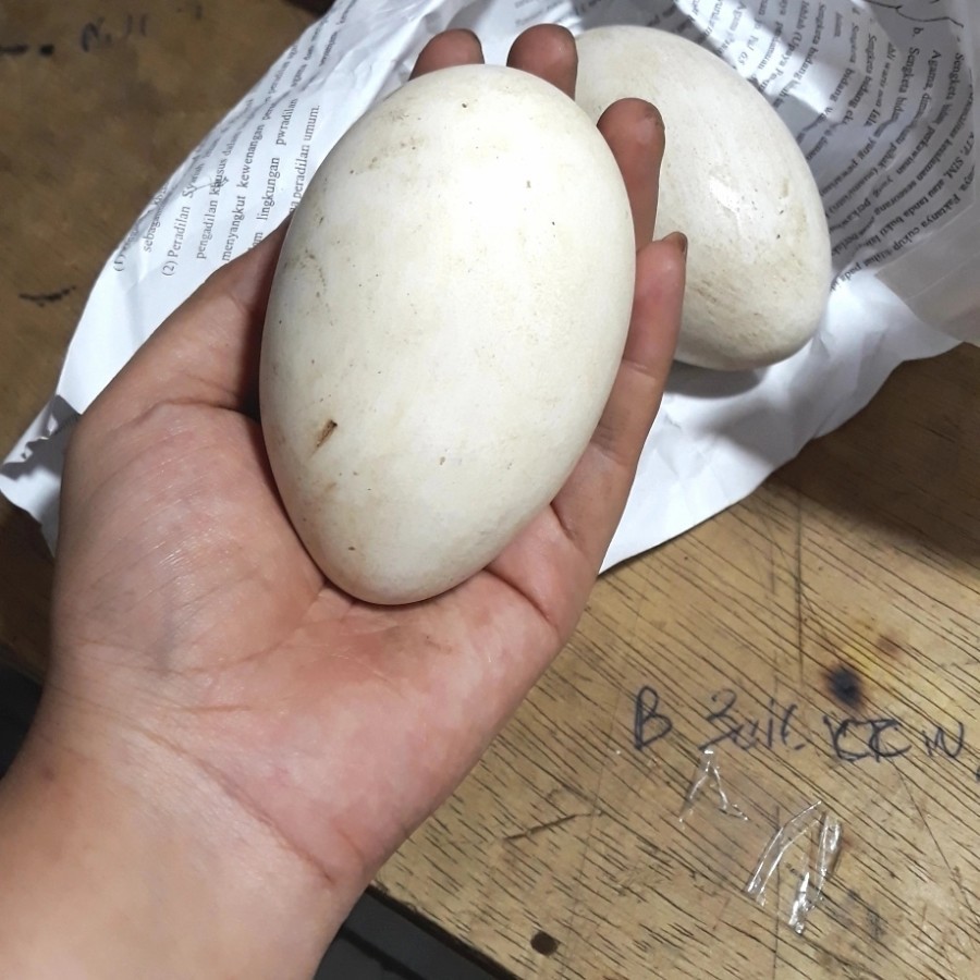 

Promo Telur Angsa Busuk / Calang / Soang / Tembuhuk murahh