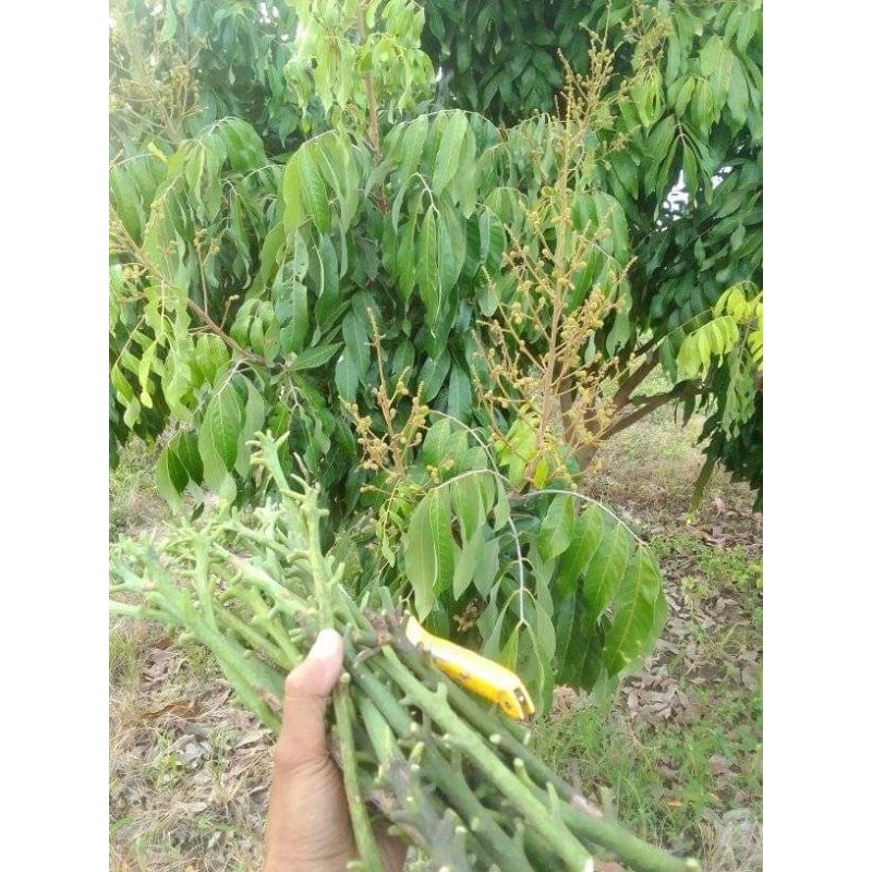 entres mangga kiojay paket 20 batang