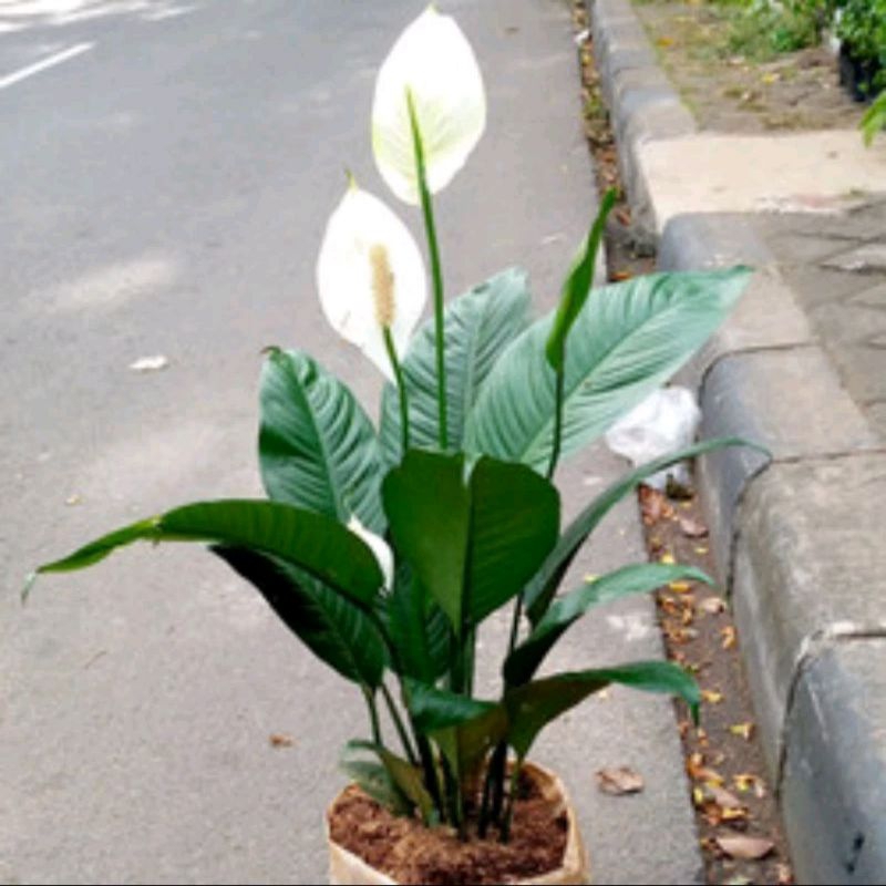 Tanaman peace lily hijau sudah berbunga rimbun