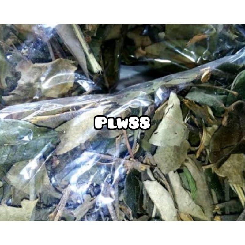 

Benalu mangga kering 500 gram alami natural