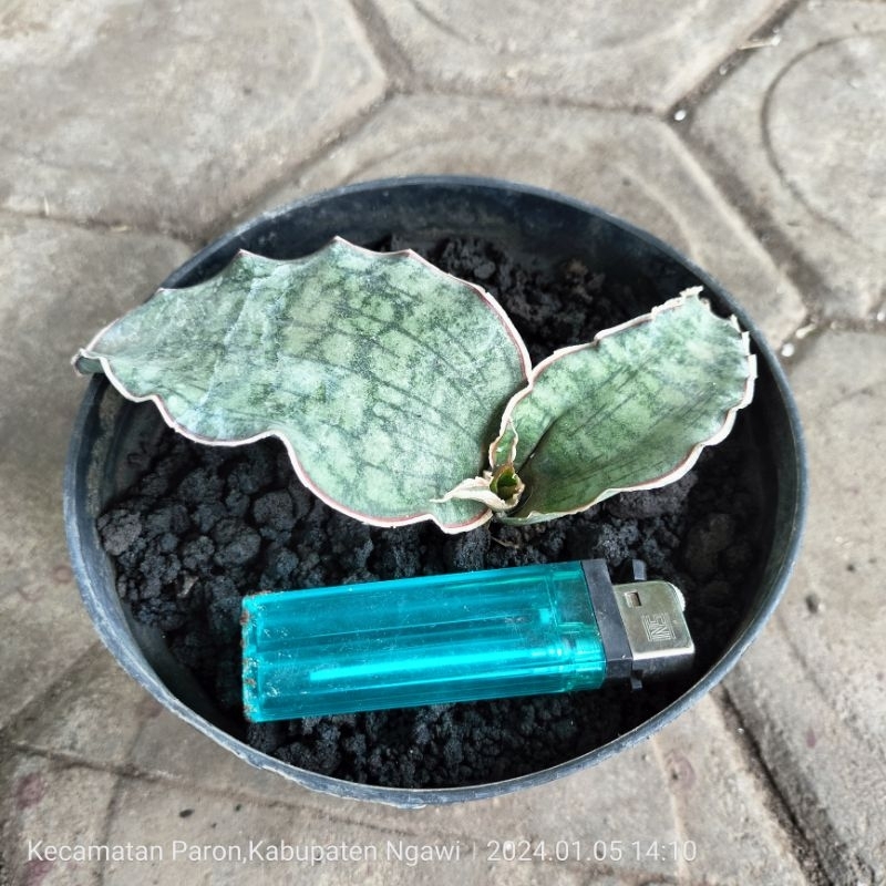 Sansevieria Silver Blue