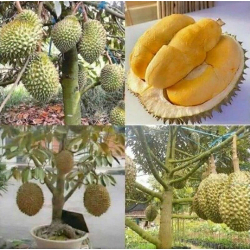 

Bibit Durian Montong Super Hasil Okulasi Lebih Cepat Berbuah