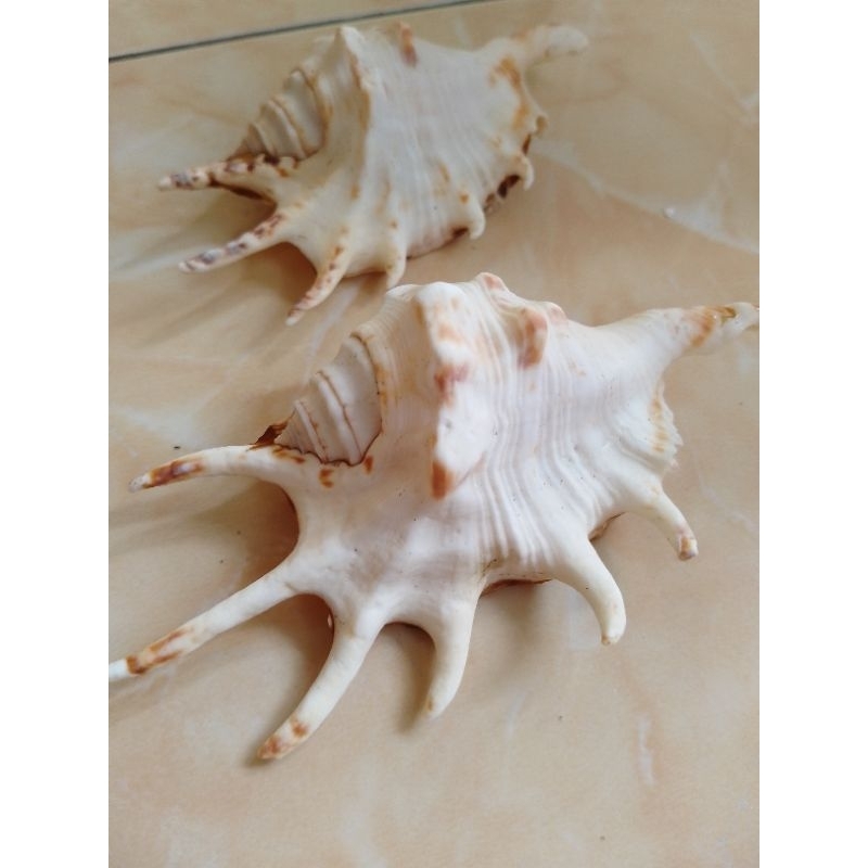 cangkang kerang lambis, aquarium aquascape kerajinan tangan