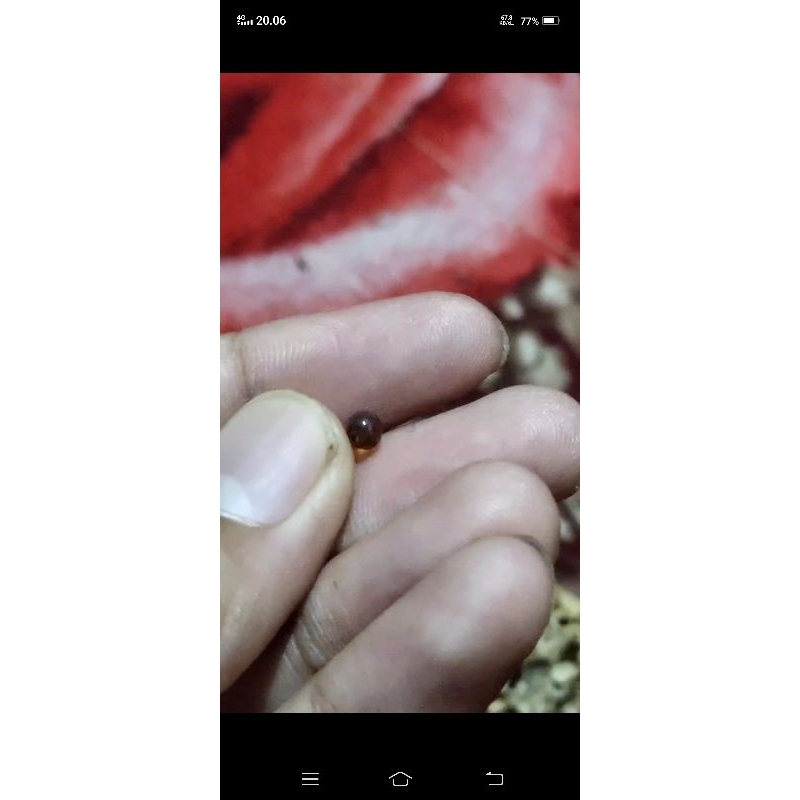 Batu mustika merah lipan sir alam asli temuan sepuh kuno antik pusaka