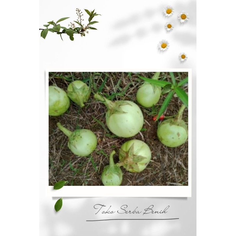 250 BUTIR BIJI/BENIH TERONG APEL LALAP