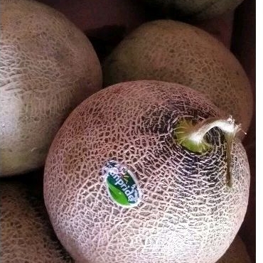 

Buah Rock Melon Sunpride/sweet y/fujisawa premium