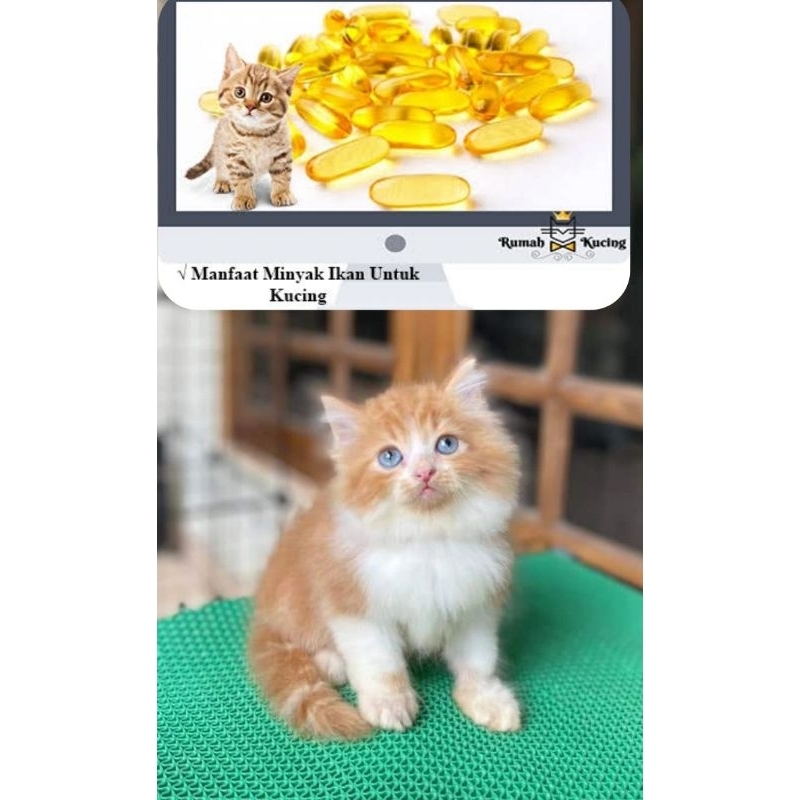 vitamin kucing_putih Oren