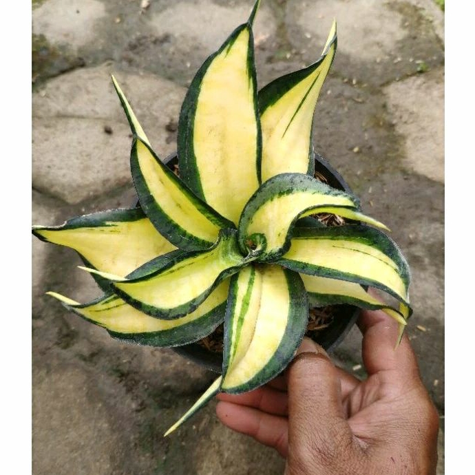 Tanaman Hias Sansevieria Golden Wendys