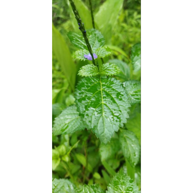 

Pecut kuda atau Jarong segar 500 gram