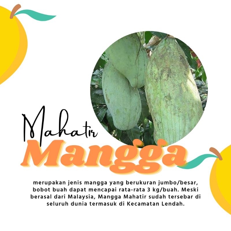bibit mangga Mahatir / mangga jumbo mahatir