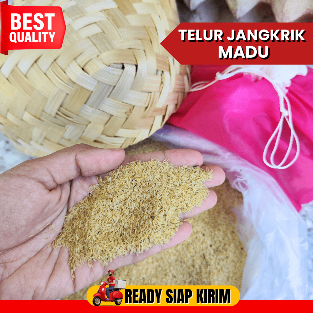 Telur jangkrik MADU KUNING murah bibit jangkrik kemasan 1 kg kualitas super GRATIS media penetasan