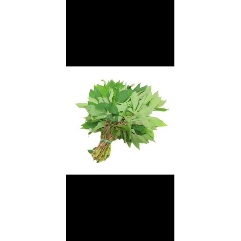 

daun ubii kayu