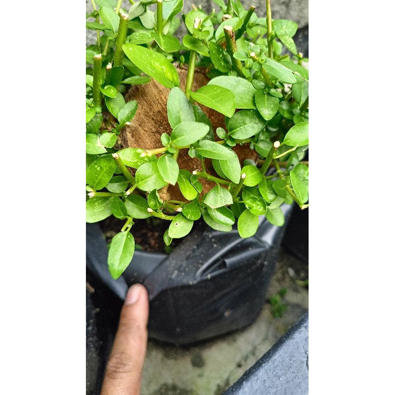 jual bibibit sancang batang besar diameter -+8cm