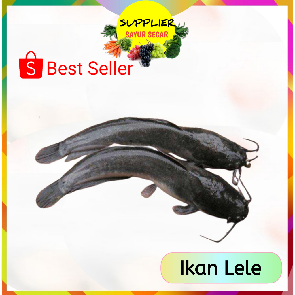 

Ikan Lele Fresh Palembang