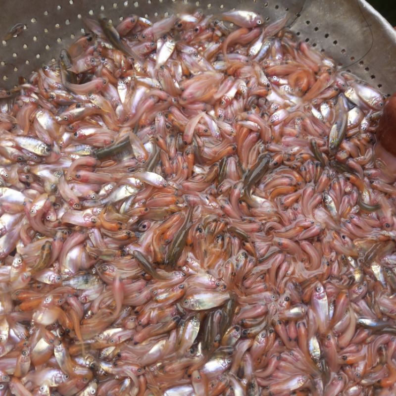 bibit ikan nila merah bangkok