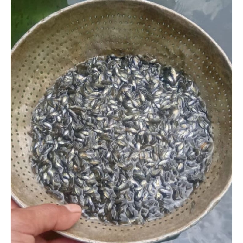 bibit ikan nila hitam nirwana