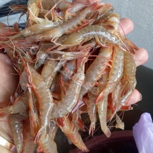 

Udang Api Segar Udang Api Api 1Kg