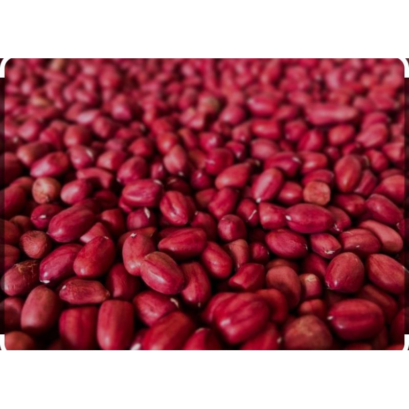 

kacang merah