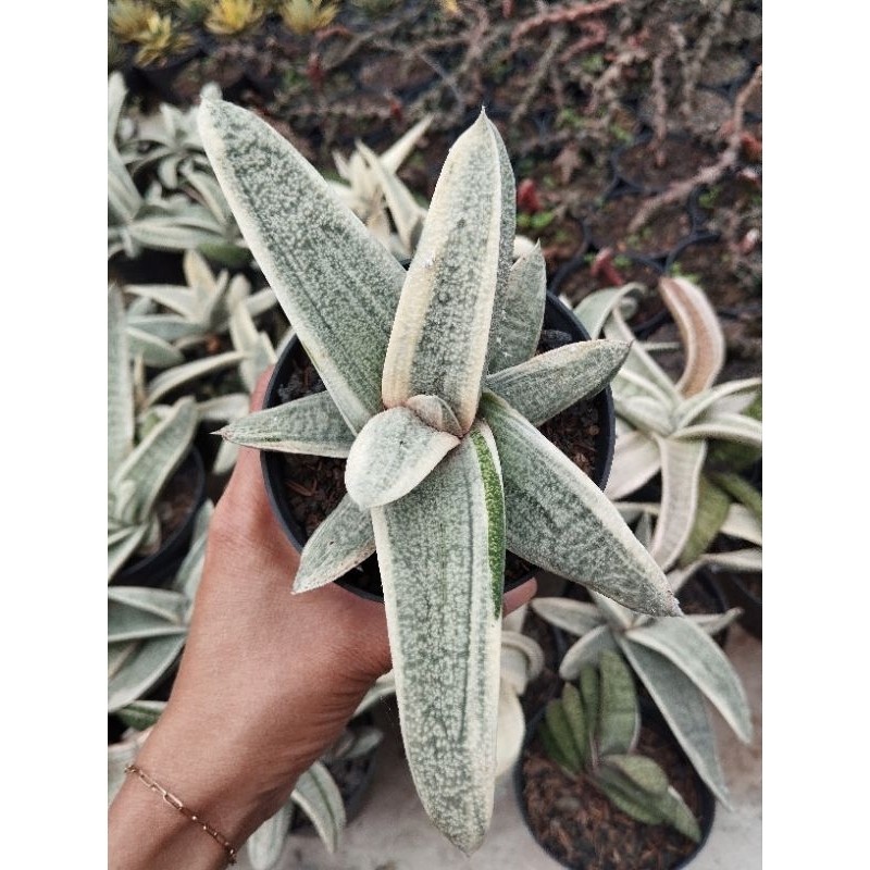 gasteria batesiana