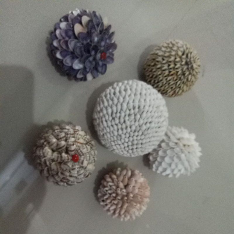 CANGKANG KERANG BOLA CANGKANG KERANG