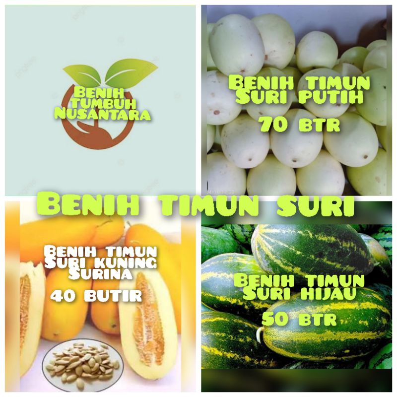 BENIH TIMUN SURI PUTIH,TIMUN SURI SURINA,TIMUN SURI