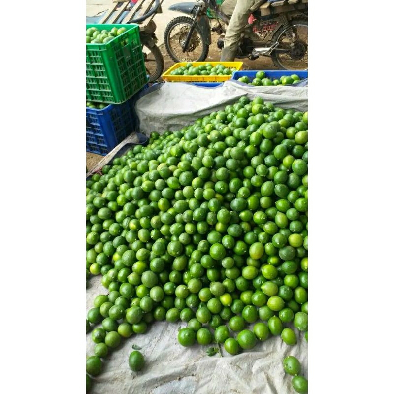 

Jeruk Lemon Kalifornia ABRES