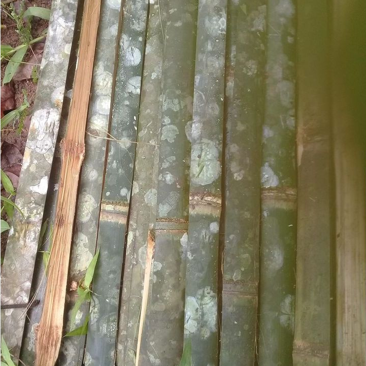 bilah bambu petung ukuran 1m,eter/bambu kuat/bambu tebal