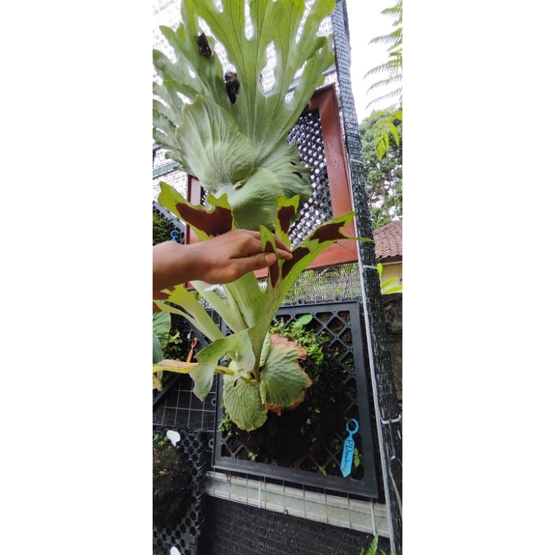spora platycerium dawboy