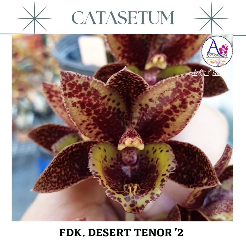 Anggrek Catasetum FDK. Desert Tenor '2'