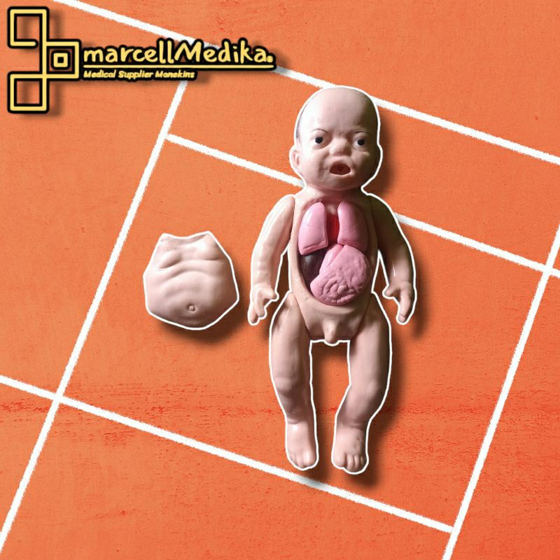 PHANTOM MANEKIN BAYI SEHAT DADA TERBUKA