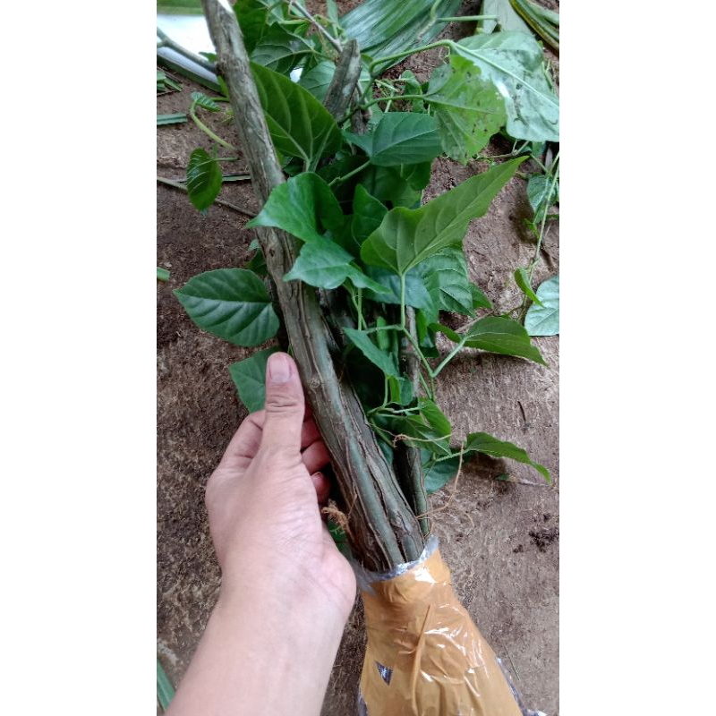 TERBAIK AKAR TANAMAN AKAR GANTUNG HIAS CURTAIN IVY