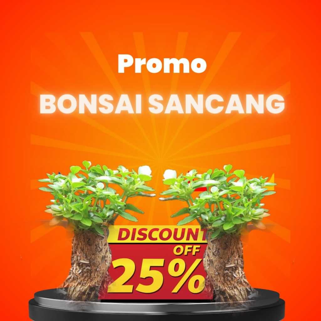 Tanaman hias bahan bonsai shito sancang / bahan bonsai / shito /sancang