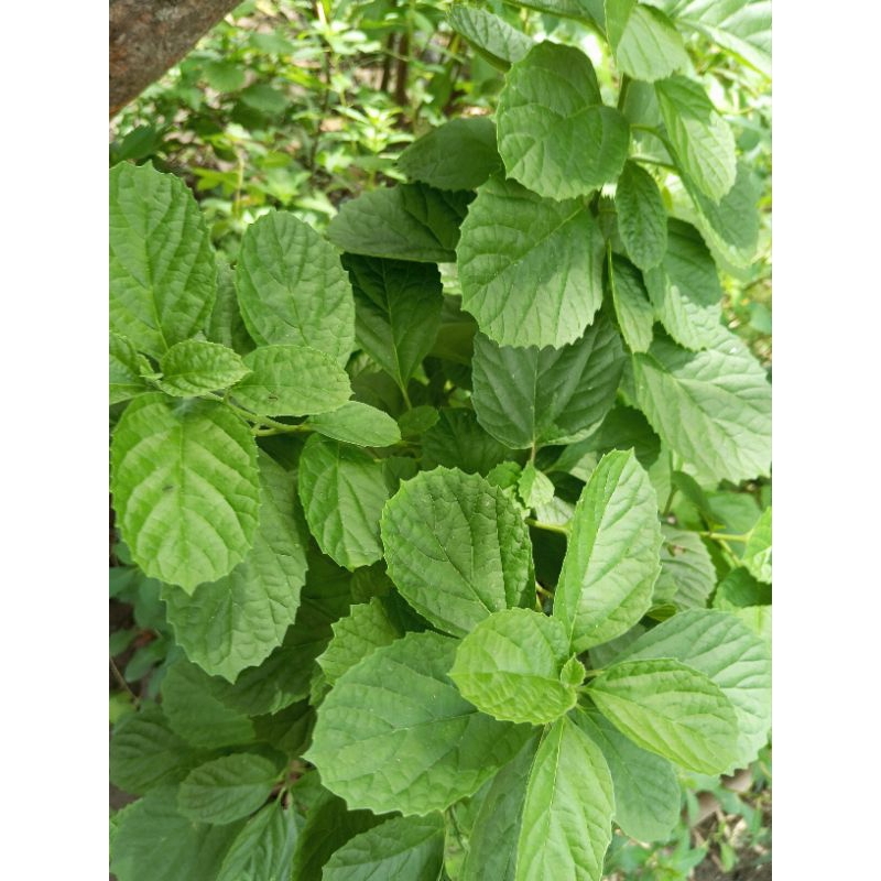 

Daun KejiBeling 50 lembar