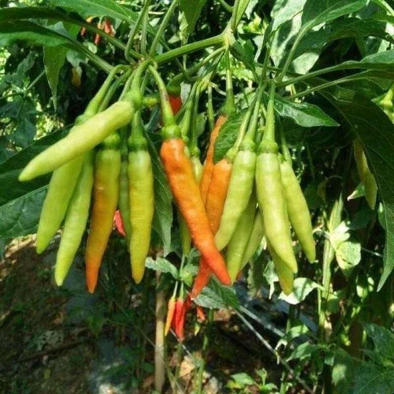 20 Biji Benih Cabe Rawit New MARUYUNG