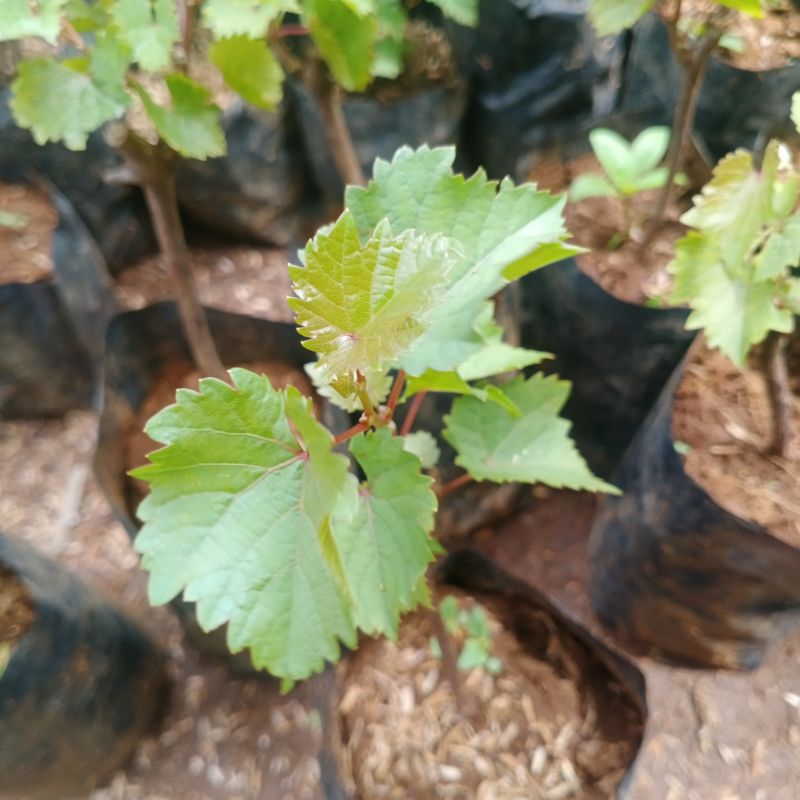 Pohon Anggur - Bibit Pohon Anggur - Tanaman Buah Anggur