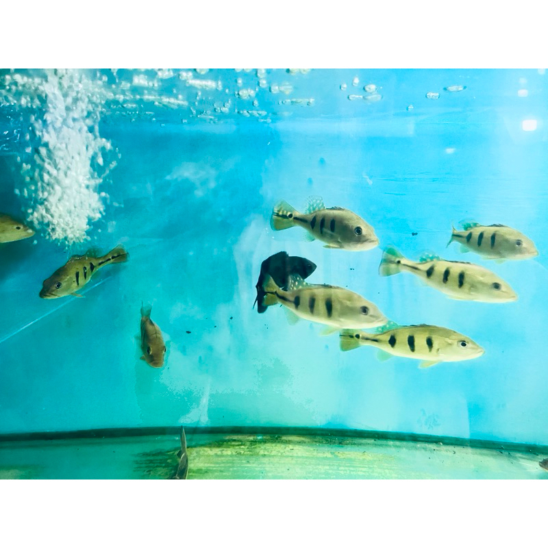 Pbass Orinoco 10-11 cm