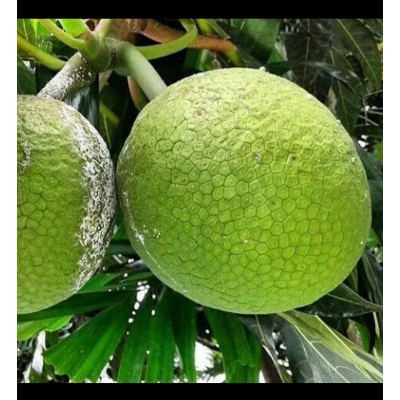 

buah sukun tua pohon fresh