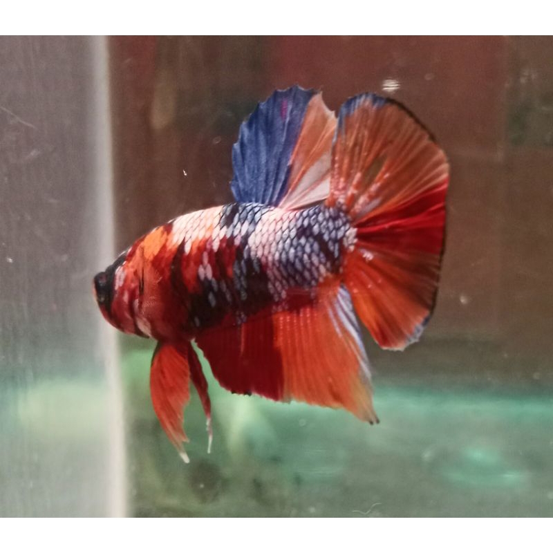 Ikan cupang Koi Galaxy