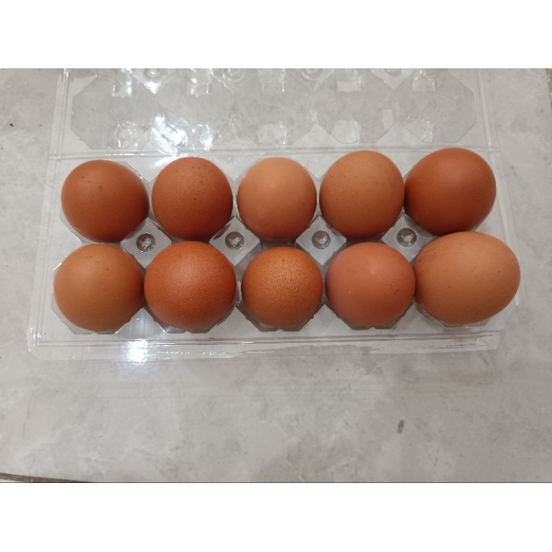 

(PER 10 BUTIR) Horn Biasa / Telur Negeri
