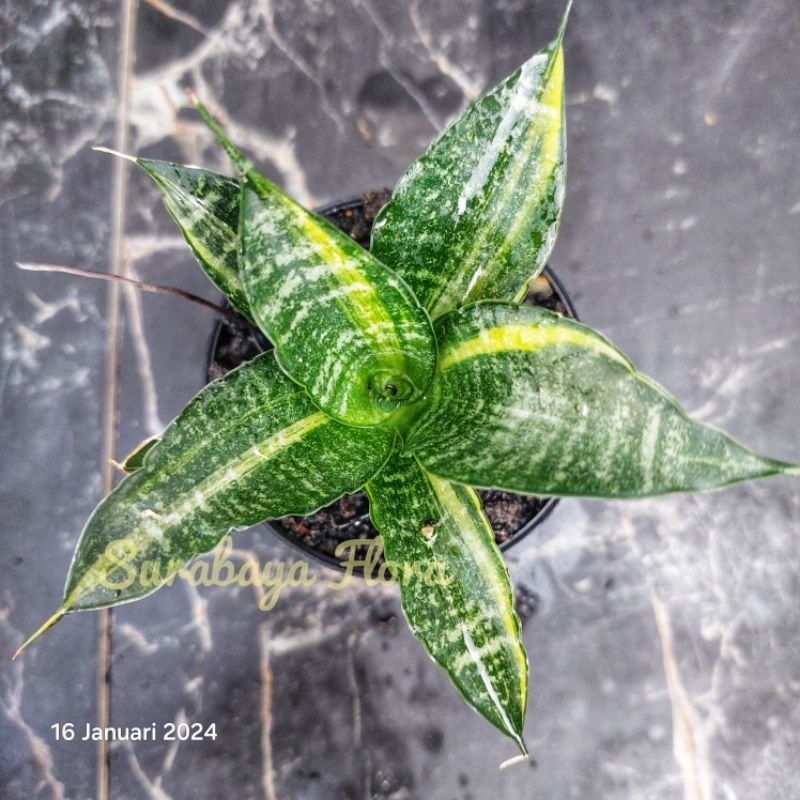 Sansivera Cordova Varigata Jreeng