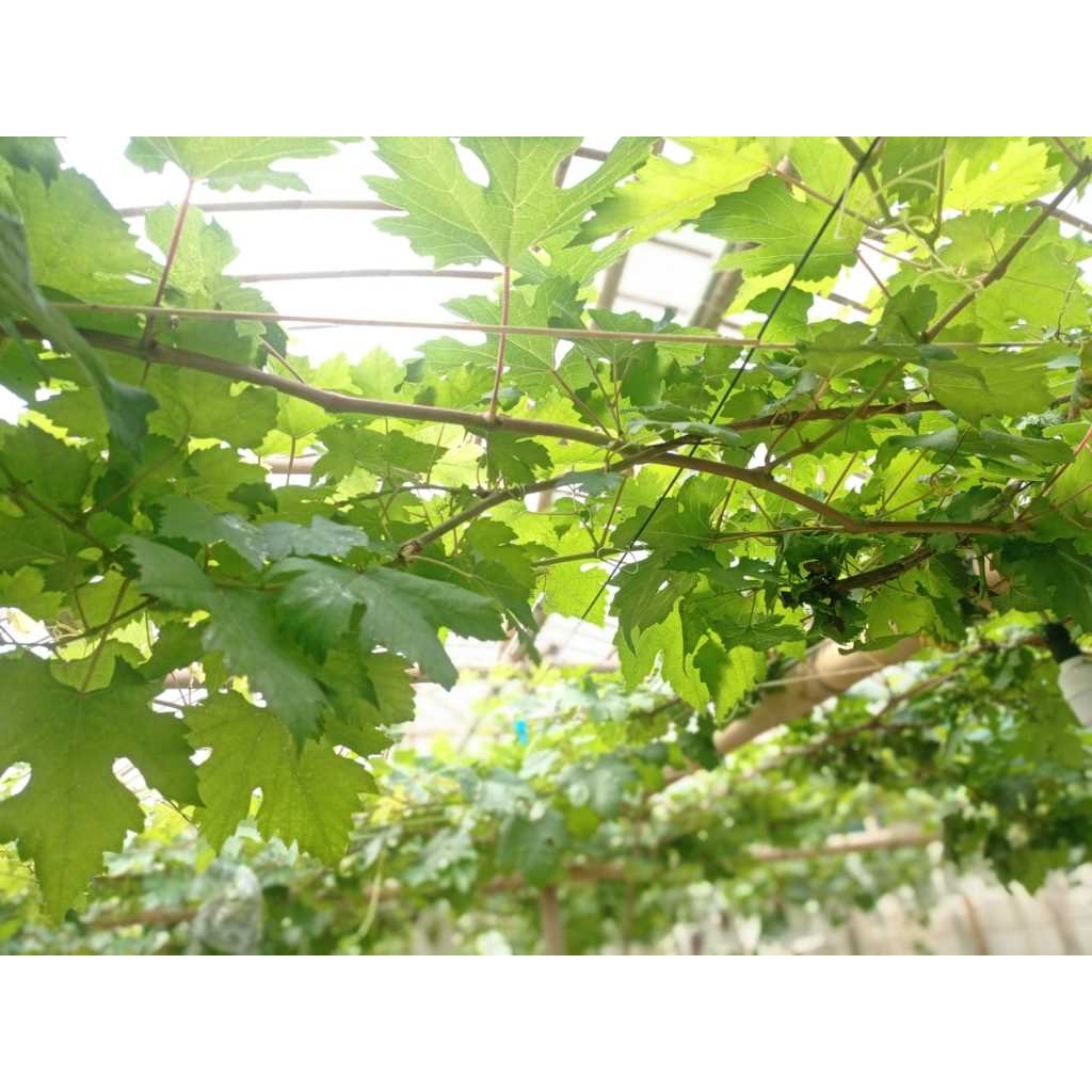 Paket entres anggur import fresh