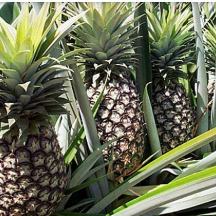 BIBIT TANAMAN TERMURAH BIBIT BUAH NANAS BAGONG// NANAS JUMBO BIBIT SANJAYA SUPER