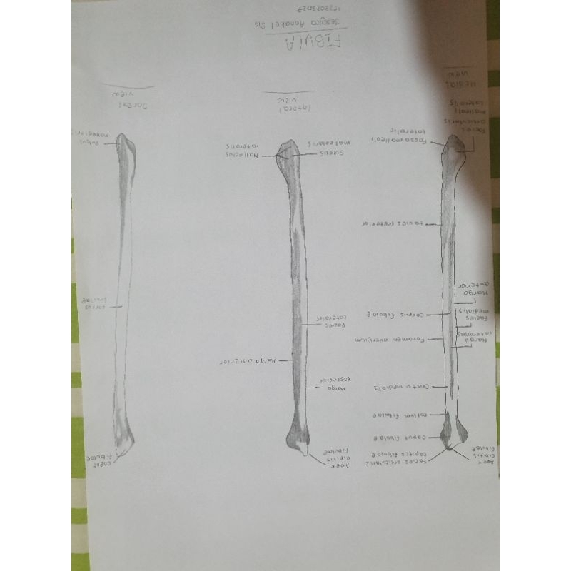 

OPEN JASA GAMBAR ANATOMI